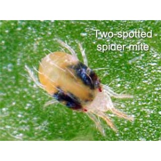 Growroom Pests - Spider Mites