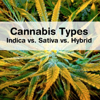 Cannabis Types: Indica vs. Sativa vs. Hybrid