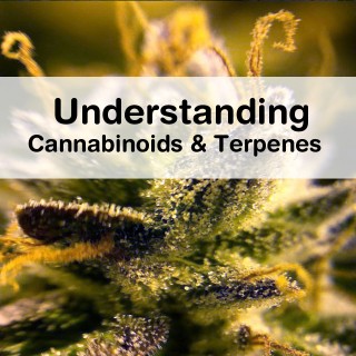 Understanding Cannabinoids and Terpenes