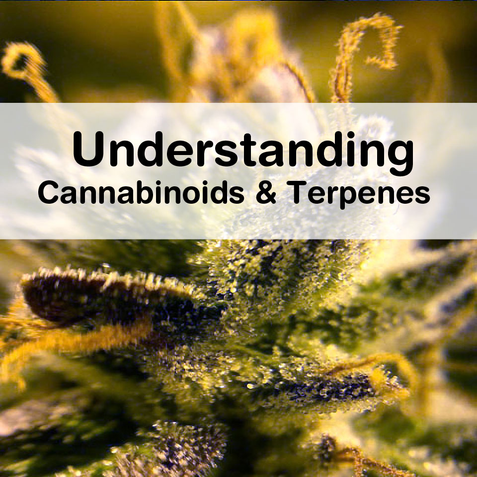 Understanding Cannabinoids And Terpenes